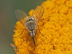 Phthiria