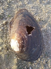 Sinanodonta woodiana