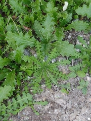 Carduus tenuiflorus