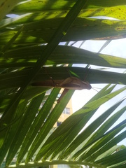 Schistocerca flavofasciata