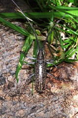 Neoptychodes trilineatus