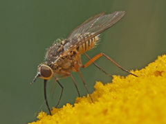 Phthiria
