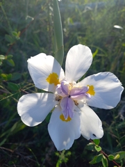Dietes grandiflora