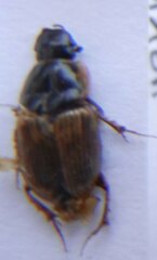 Melinopterus prodromus