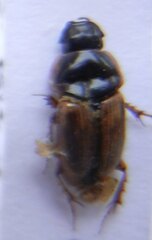 Melinopterus prodromus