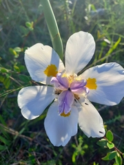 Dietes grandiflora