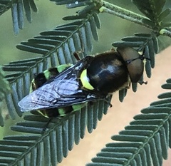 Odontomyia hunteri