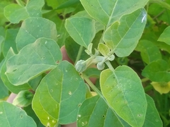 Physalis viscosa