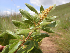 Searsia discolor