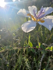 Dietes grandiflora