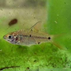 Barbodes binotatus