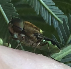 Odontomyia hunteri