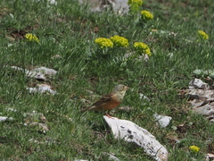Emberiza hortulana
