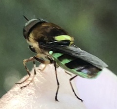 Odontomyia hunteri