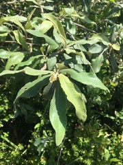 Tarchonanthus littoralis