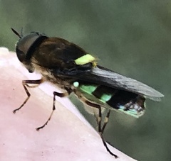 Odontomyia hunteri