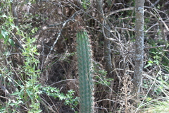 Cereus aethiops