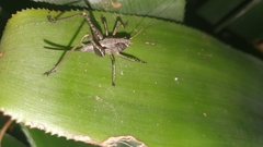 Tettigoniinae