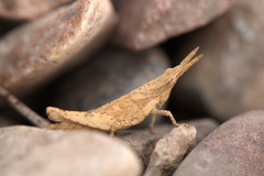 Pyrgomorphidae