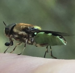 Odontomyia hunteri