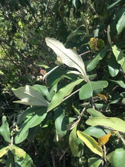 Tarchonanthus littoralis