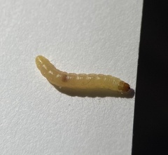 Plodia interpunctella