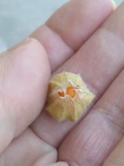 Physalis viscosa