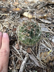 Hamatocactus setispinus