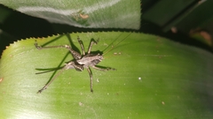 Tettigoniinae