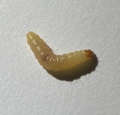 Plodia interpunctella