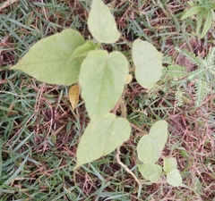 Abutilon abutiloides
