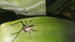 Tettigoniinae