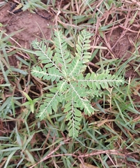 Phyllanthus amarus