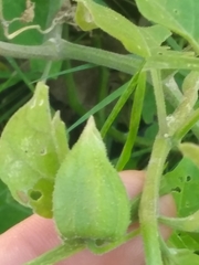 Physalis viscosa