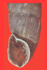Laciniaria plicata