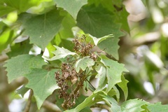 Pittocaulon velatum