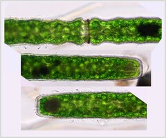 Pleurotaenium nodulosum