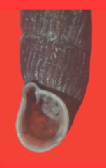 Macrogastra plicatula