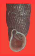 Macrogastra plicatula