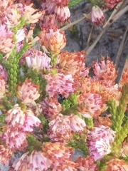 Erica ericoides