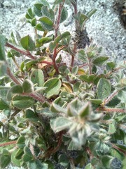 Indigofera glomerata