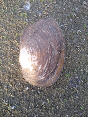 Sinanodonta woodiana