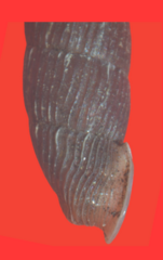 Macrogastra plicatula