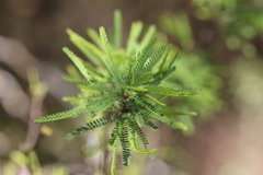 Prosopis caldenia