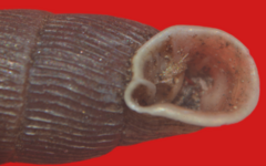 Macrogastra attenuata