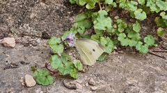 Pieris brassicae