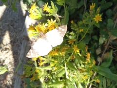 Heliopetes laviana