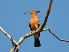 Upupa epops africana