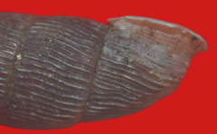 Macrogastra attenuata