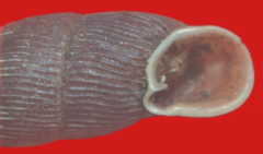 Macrogastra attenuata